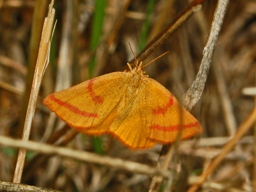 Geometridae sp.